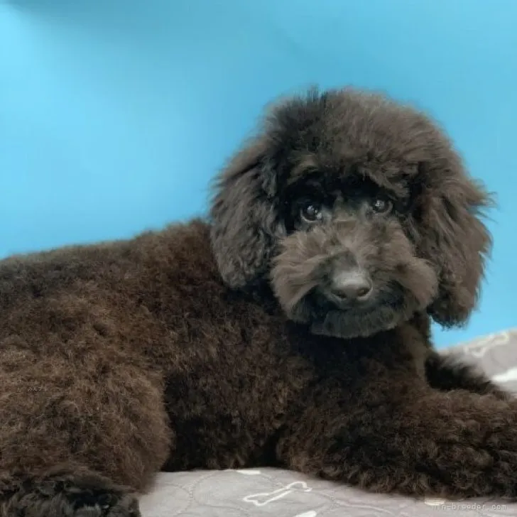 ID：2309-04404の子犬