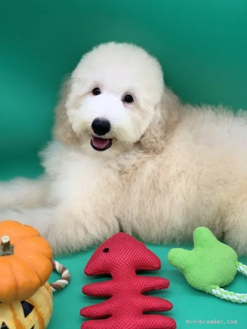 オリーブ 様のお迎えした子犬