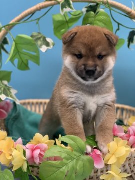 柴犬(標準サイズ)【長野県・女の子・2020年12月26日・赤】の写真「柔らかくフワフワモフモフ癒し系の可愛い女の子」