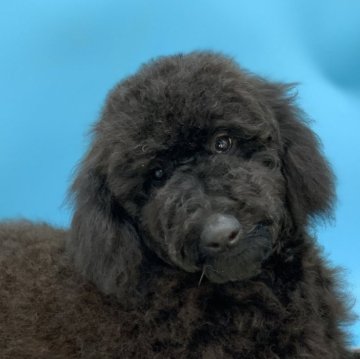 ミディアムプードル【長野県・男の子・2023年12月2日・ブラック】の写真「活発明るく陽気な性格ショードックにも向いています。」