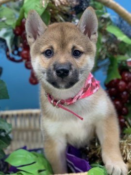 柴犬(標準サイズ)【長野県・女の子・2021年8月22日・赤】の写真「まん丸お顔の穏やかな女の子」