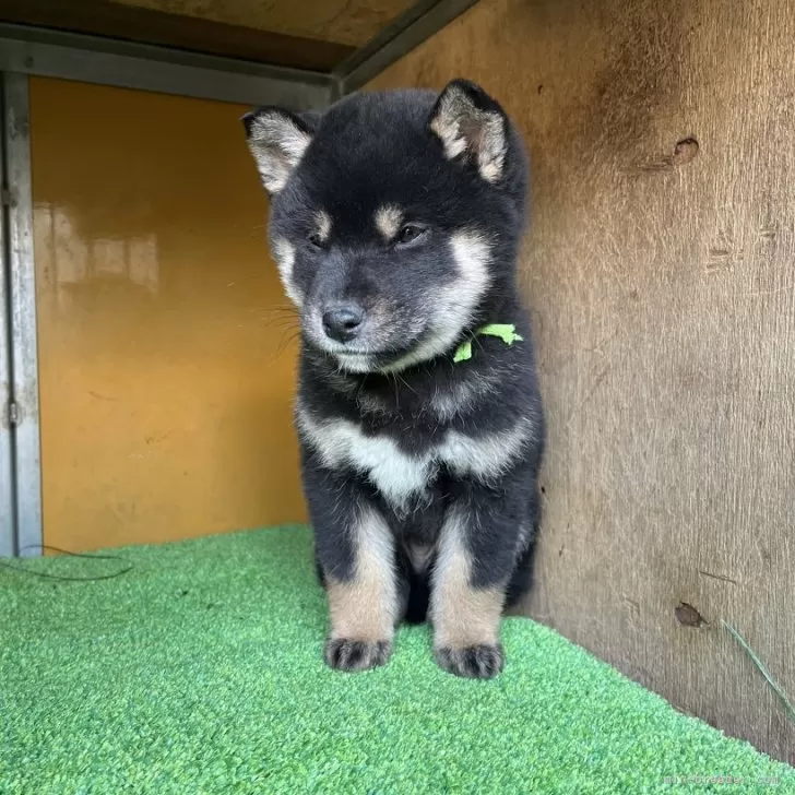 ID：2503-00288の子犬