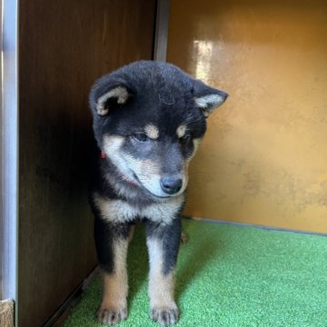 柴犬(標準サイズ)【愛知県・男の子・2025年1月27日・黒色】の写真「元気一杯・ハツラツで人なつこい。」