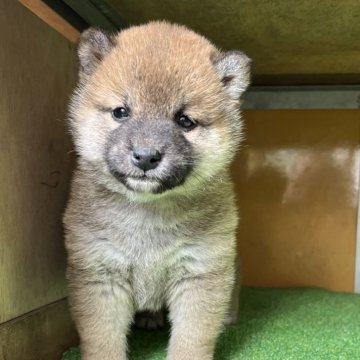 柴犬(標準サイズ)【愛知県・女の子・2025年3月15日・赤色】の写真「人なつこく フレンドリーになると思います」