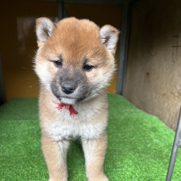 柴犬(標準サイズ)【愛知県・女の子・2025年1月19日・赤色】の写真「ワクチン・マイクロチップ接種済　3/7」