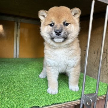 柴犬(標準サイズ)【愛知県・女の子・2025年2月28日・赤色】の写真「運命の子、良いご縁が有りように。楽しみにしています」
