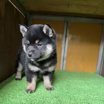 柴犬(標準サイズ)【愛知県・女の子・2025年3月15日・黒色】の写真「人なつこく、じゃれまくり元気一杯　可愛い！」