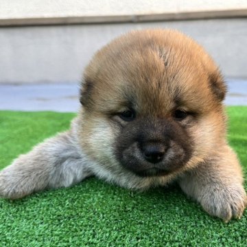 柴犬(標準サイズ)【愛知県・女の子・2024年3月27日・赤色】の写真「人なつこく フレンドリーになると思います」