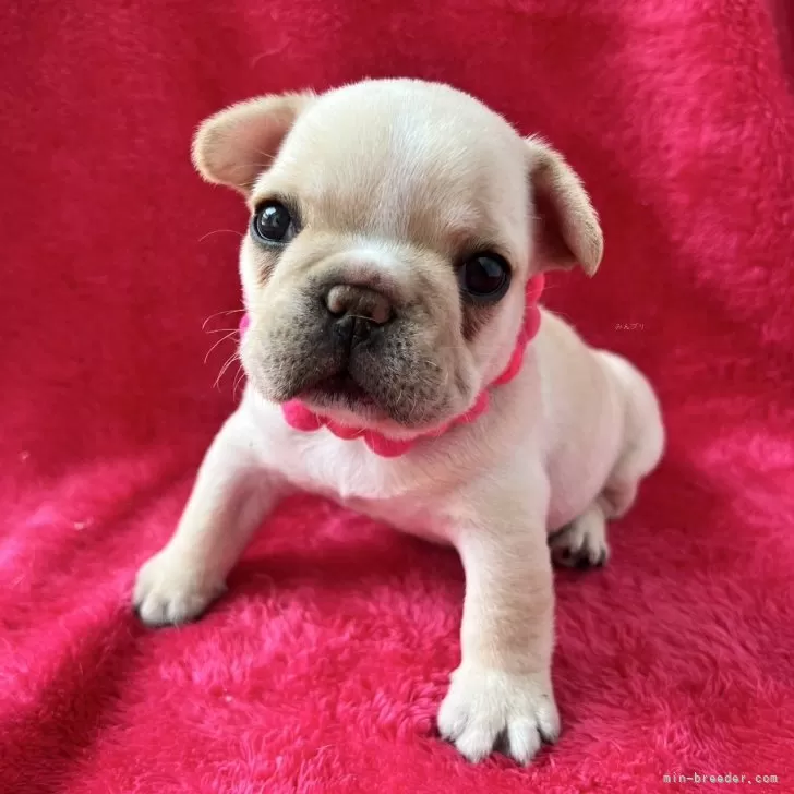 ID：2503-01295の子犬