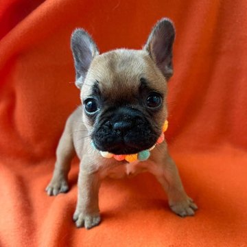フレンチブルドッグ【埼玉県・女の子・2025年10月25日・フォーン】の写真「おめめくりくりのおチビさんです」