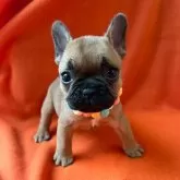 フレンチブルドッグ