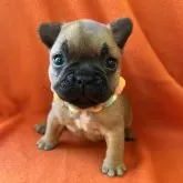 フレンチブルドッグ