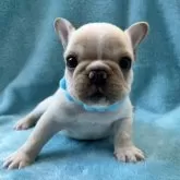 フレンチブルドッグ【埼玉県・男の子・2025年3月24日・クリーム】の写真1