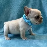 フレンチブルドッグ【埼玉県・男の子・2025年3月24日・クリーム】の写真4