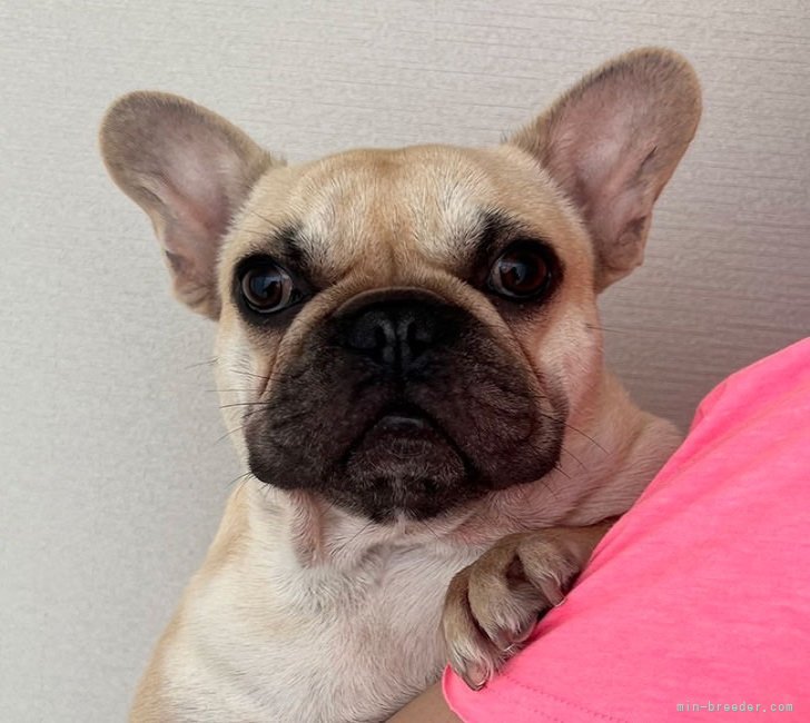 フレンチブルドッグ【・女の子・2022年9月13日・フォーン】