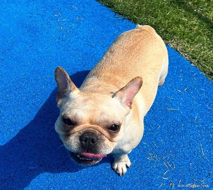 フレンチブルドッグ【・女の子・2023年9月10日・クリーム】