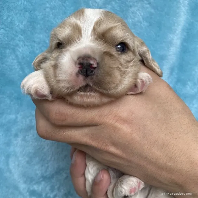 ID：2201-03886の子犬