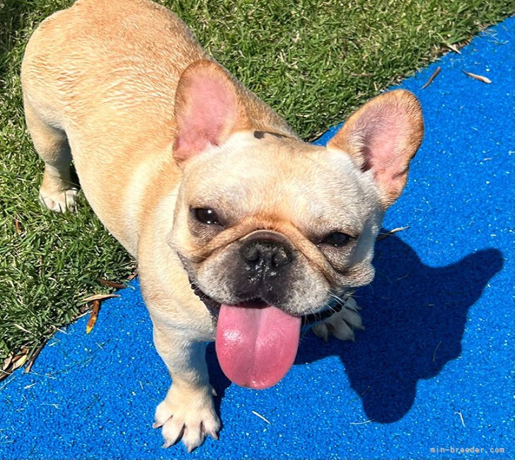 フレンチブルドッグ【・女の子・2023年11月20日・クリーム】