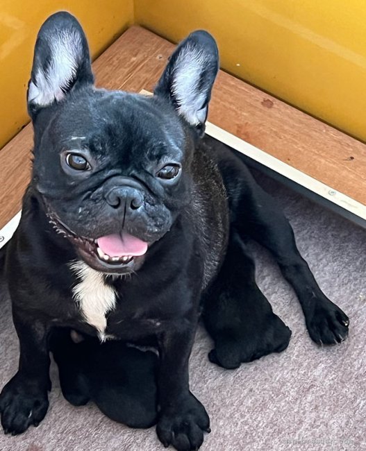 フレンチブルドッグ【・女の子・2019年8月20日・ブリンドル】