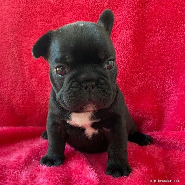 ID:2110-03711の子犬