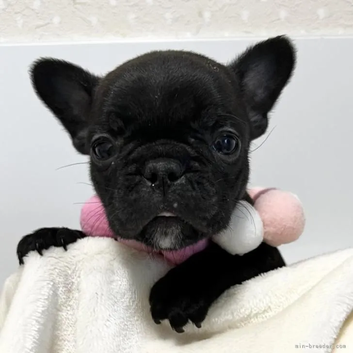 ID：2212-00957の子犬