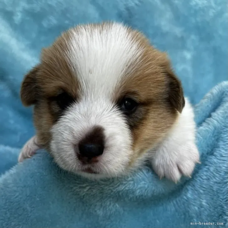 ID：2302-02431の子犬