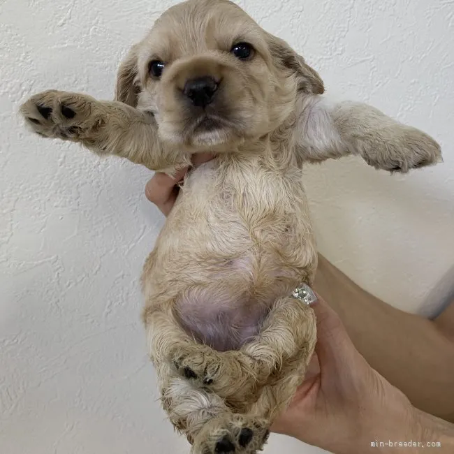 ID:2009-00366の子犬