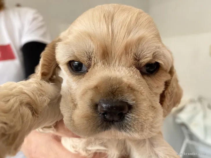 ID:2006-00393の子犬