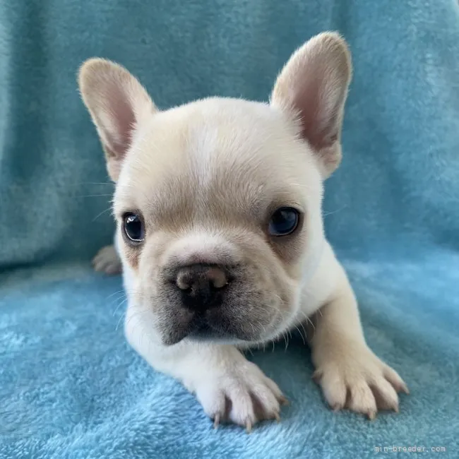 ID：2202-02218の子犬