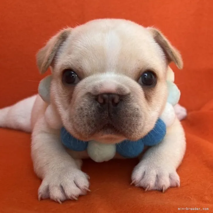 ID：2307-01280の子犬