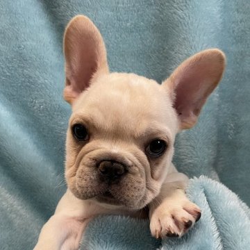 フレンチブルドッグ【埼玉県・男の子・2022年1月30日・クリーム】の写真「兄弟の中では一番パパ似です！」