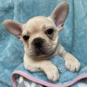 フレンチブルドッグ【埼玉県・男の子・2022年2月14日・クリーム】の写真「兄弟の中で一番のパパ似です☆」