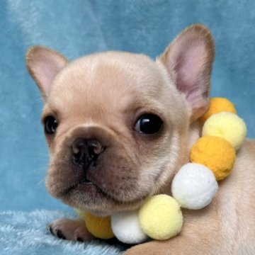 フレンチブルドッグ【埼玉県・男の子・2023年5月4日・クリーム】の写真「兄弟のクリームくんとソックリな男の子です☆」