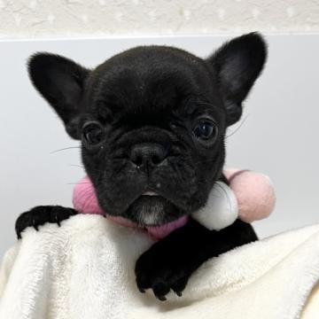フレンチブルドッグ【埼玉県・女の子・2022年10月27日・ブリンドル】の写真「とっても小ぶりな女の子です☆」