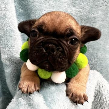 フレンチブルドッグ【埼玉県・男の子・2022年10月22日・フォーン】の写真「背中の毛色が濃いめの男の子です☆」