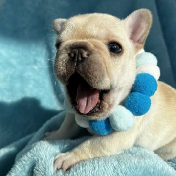 フレンチブルドッグ【埼玉県・男の子・2023年2月10日・クリーム】の写真「妹より色白のイケメンくんです☆」