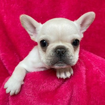 フレンチブルドッグ【埼玉県・女の子・2022年1月30日・クリーム】の写真「姉妹の中では小さめな女の子です☆」