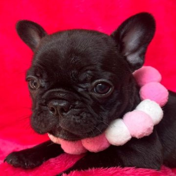 フレンチブルドッグ【埼玉県・女の子・2023年5月4日・ブリンドル】の写真「姉妹の中では１番小柄ちゃんです♪」