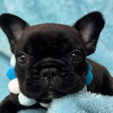 フレンチブルドッグ【埼玉県・男の子・2023年5月4日・ブリンドル】の写真「フレブルらしいムチムチした体格です！」