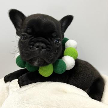 フレンチブルドッグ【埼玉県・男の子・2022年10月27日・ブリンドル】の写真「お耳が小さめの男の子です☆」