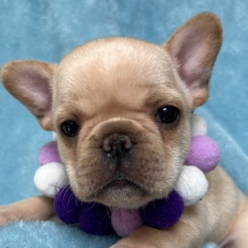 フレンチブルドッグ【埼玉県・男の子・2023年5月4日・クリーム】の写真「黄色くんとソックリで時折間違えられています笑」