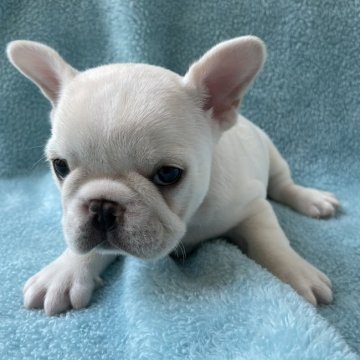 フレンチブルドッグ【埼玉県・男の子・2022年1月30日・クリーム】の写真「癒し系のお顔です( *´艸｀)」