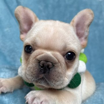 フレンチブルドッグ【埼玉県・男の子・2023年5月4日・クリーム】の写真「クリクリおめめの可愛い男の子です」