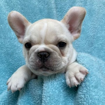 フレンチブルドッグ【埼玉県・男の子・2022年1月30日・クリーム】の写真「優しいお顔の男の子です☆」