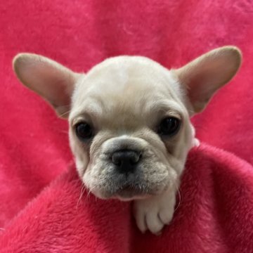 フレンチブルドッグ【埼玉県・女の子・2022年1月30日・クリーム】の写真「姉妹の中で１番ママ似です！」