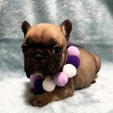フレンチブルドッグ【埼玉県・男の子・2022年10月22日・フォーン】の写真「兄弟の中では小さめくんです☆」
