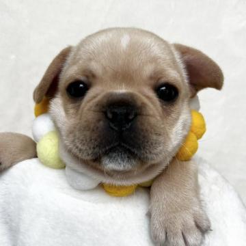 フレンチブルドッグ【埼玉県・女の子・2022年9月22日・クリーム】の写真「お顔の柄がチャームポイントです☆」