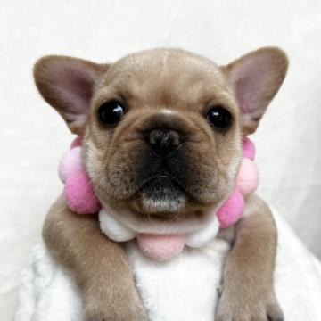フレンチブルドッグ【埼玉県・女の子・2022年9月22日・クリーム】の写真「姉妹の中で１番濃いめちゃんです☆」