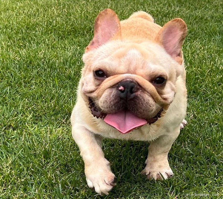 フレンチブルドッグ【・男の子・2023年4月29日・クリーム】