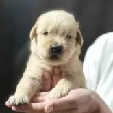 ゴールデンレトリバー【鹿児島県・男の子・2025年9月26日・ゴールド】の写真9